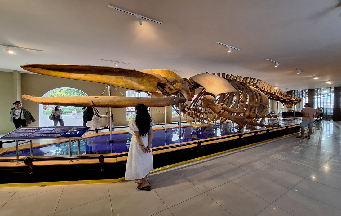 A person looking at a skeleton of a whale

Description automatically generated